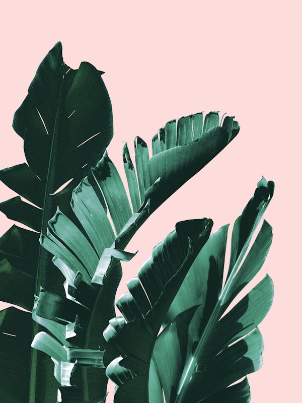 Banana Leaves Finesse 3