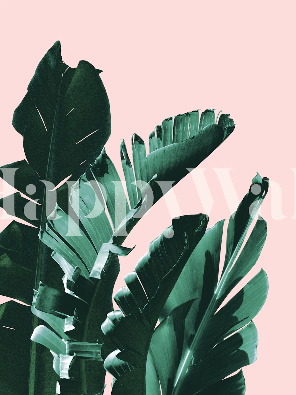 Tropical banana leaves in bold green on pink background wallpaper