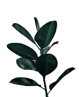 Ficus Finesse 1 ταπετσαρία