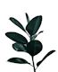 Ficus Finesse 1