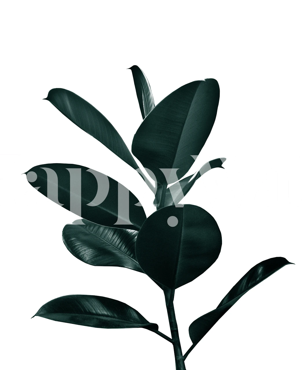 Ficus Finesse 1 wallpaper design in a room