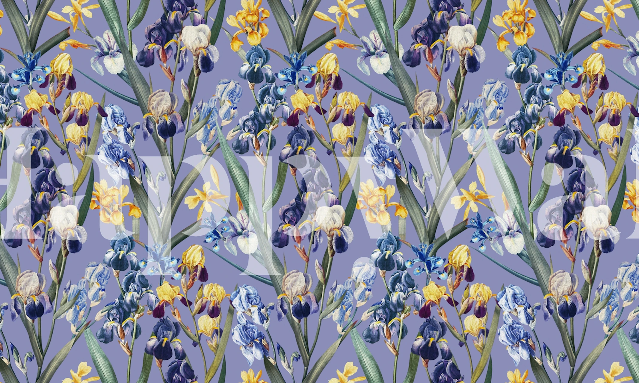 Colorful iris flowers on soft purple background wallpaper