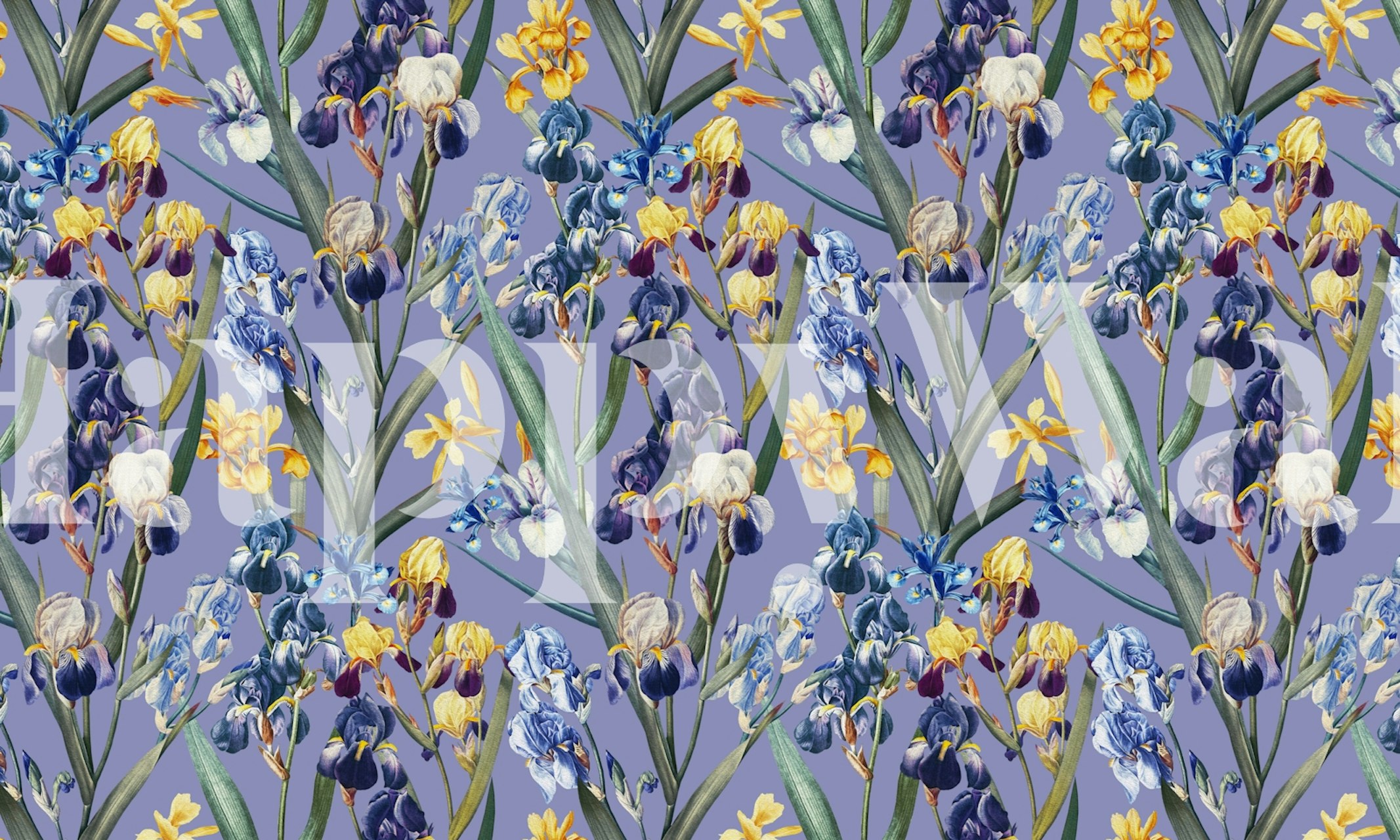 Colorful iris flowers on soft purple background wallpaper