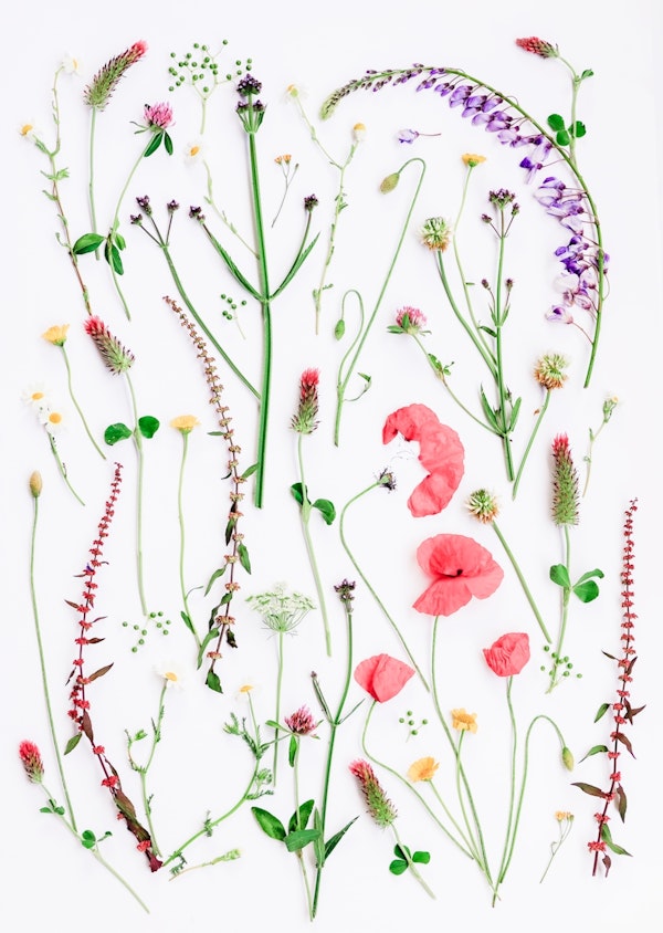 Wildflowers in Spring