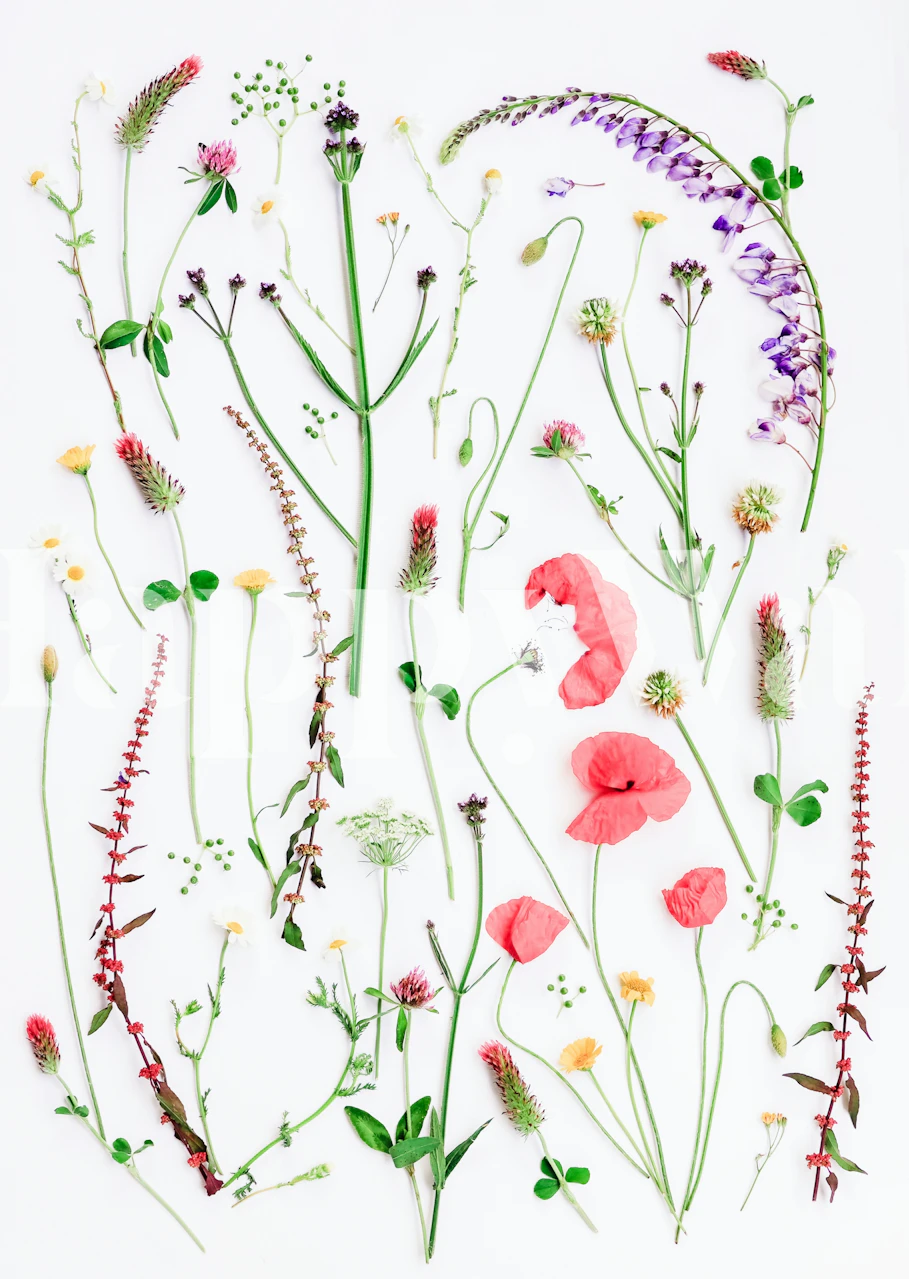 Colorful wildflowers with green stems on a white background wallpaper