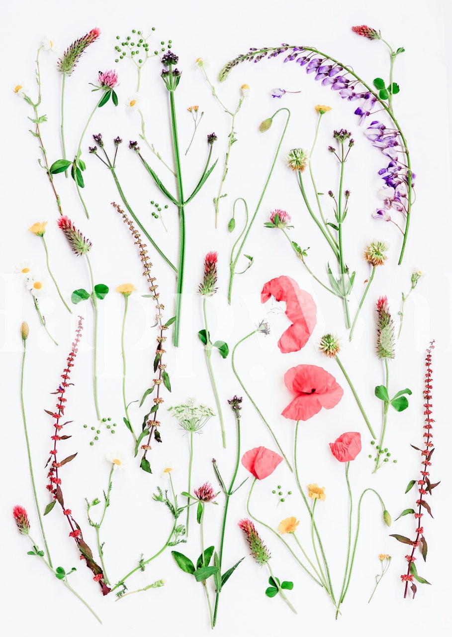 Colorful wildflowers with green stems on a white background wallpaper