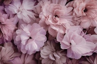 Floral Romance Vintage Nostalgia Pastel Pink tapeta