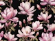 Magnolia Spring Romance On Black