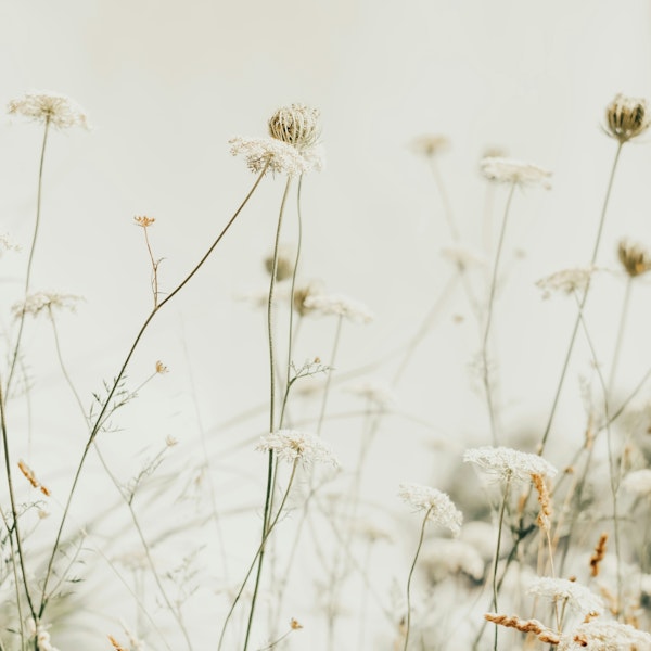 Flowers and Wild Grass