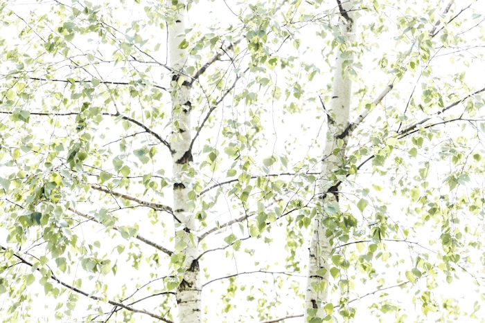 Birch Trees 10