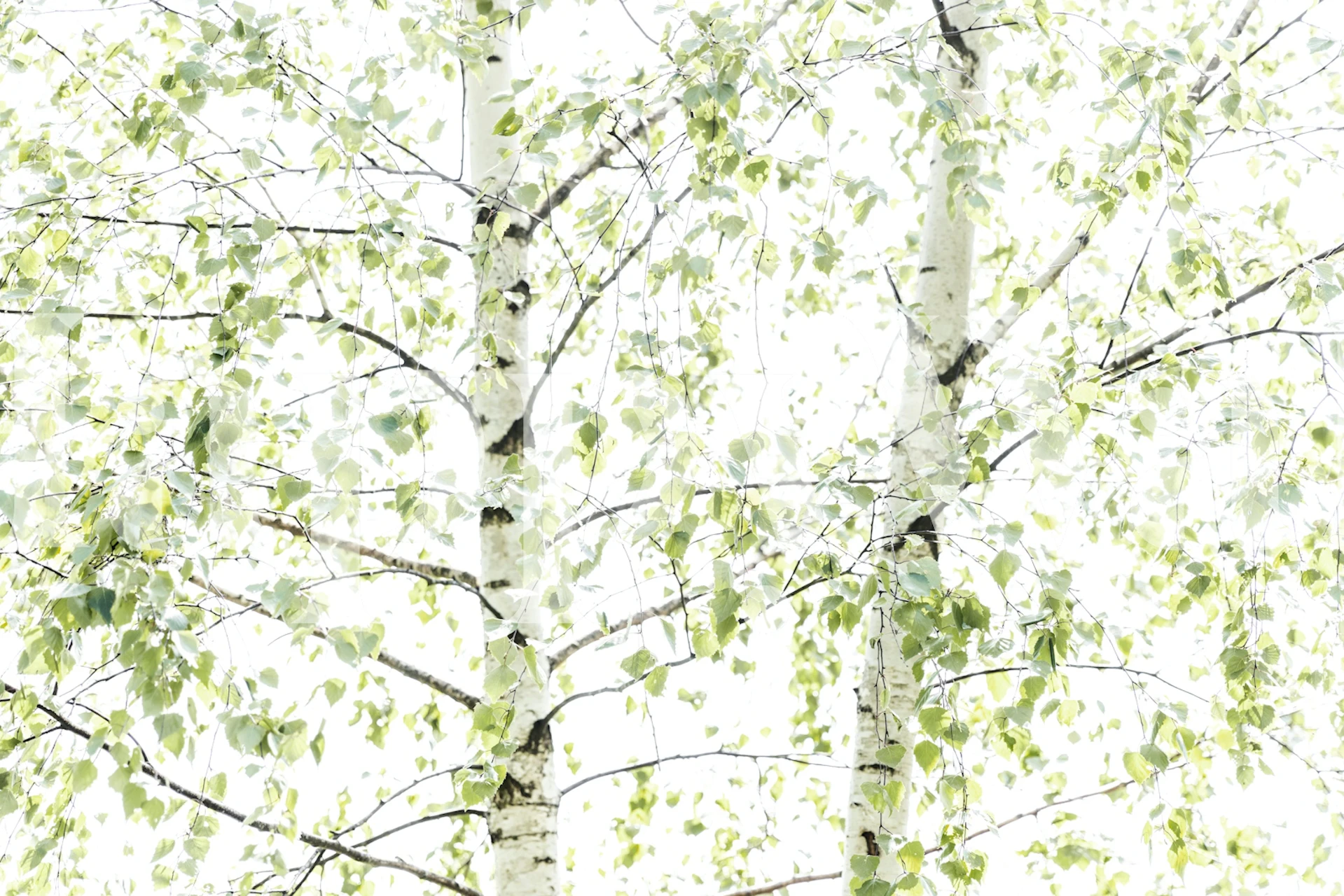 Birch trees with green leaves on a light background wallpaper