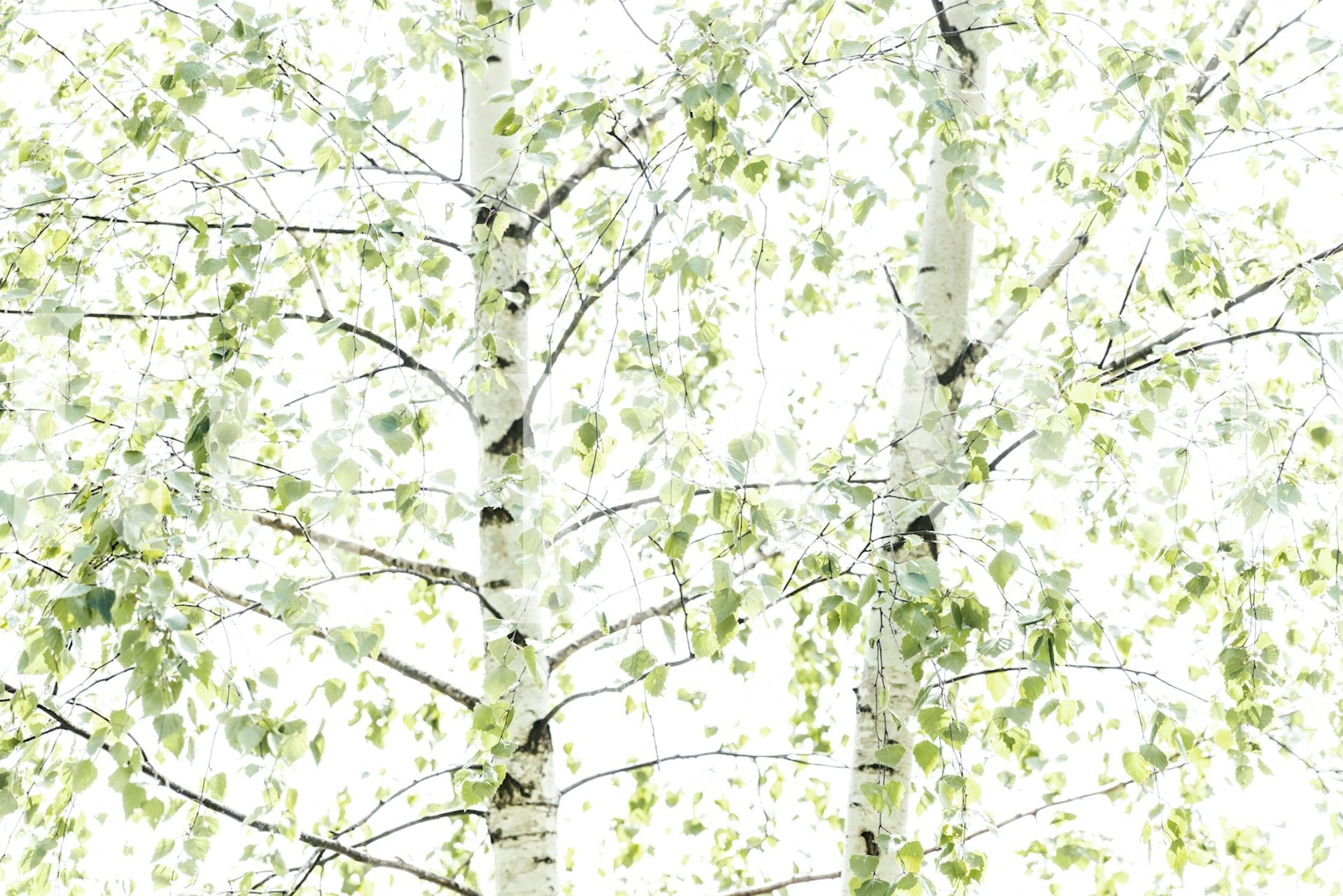 Birch trees with green leaves on a light background wallpaper