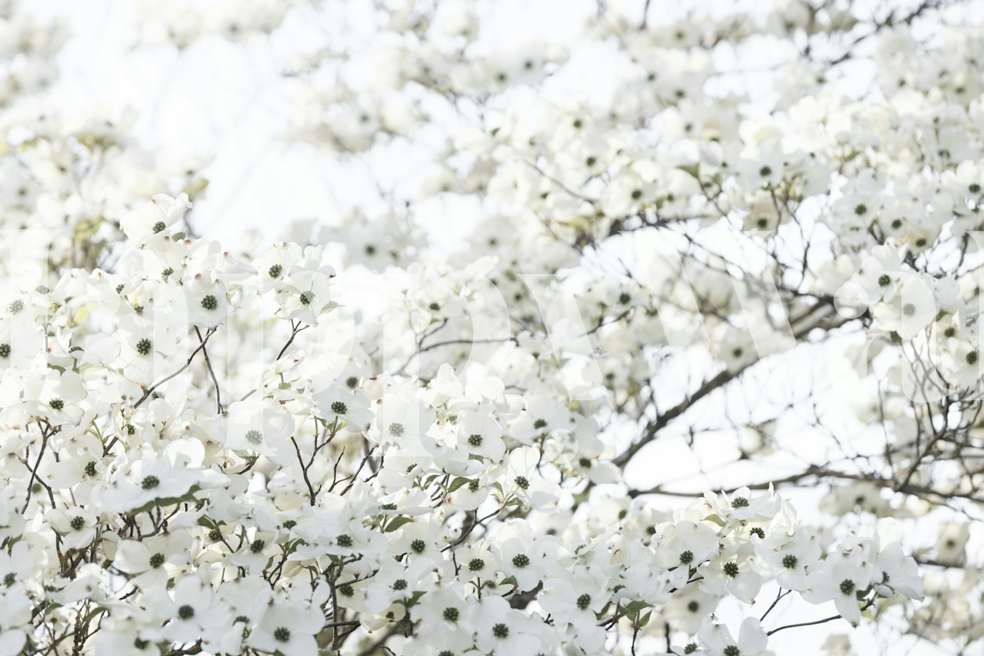 Papier peint mural Fleurs printanières blanches sur des branches d'arbres