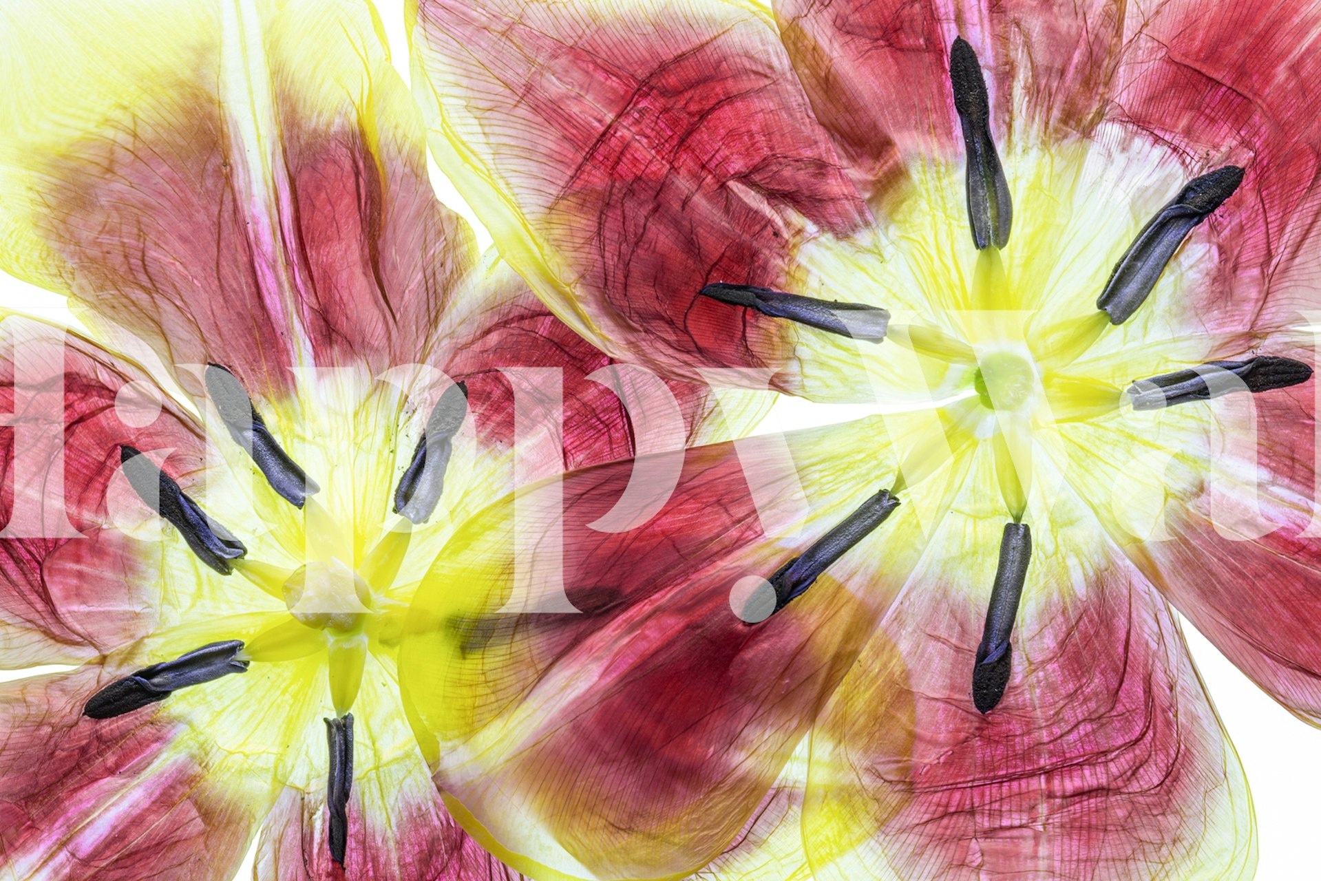 Tulips macro tapetdesign