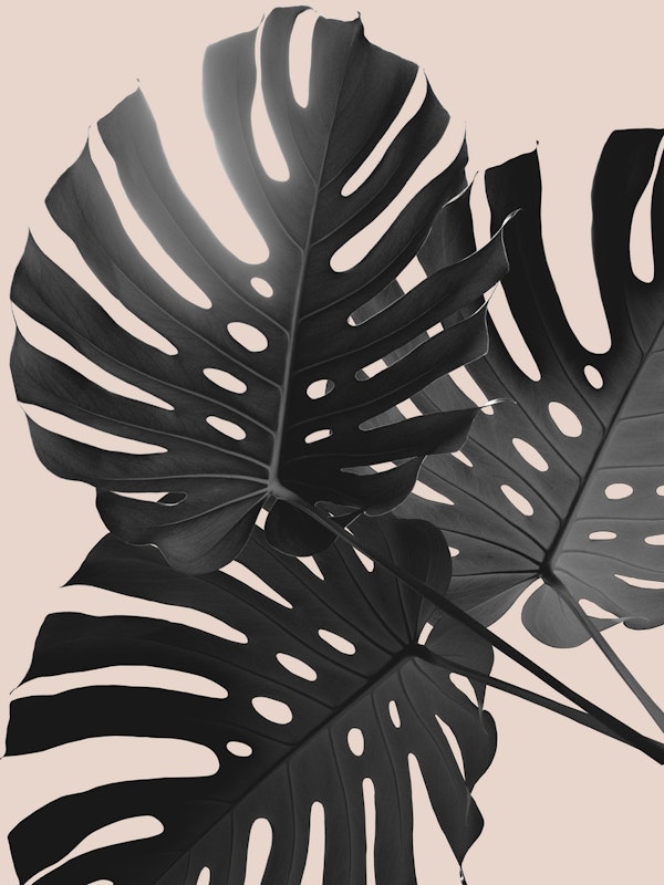 Tropical Monstera Finesse 1