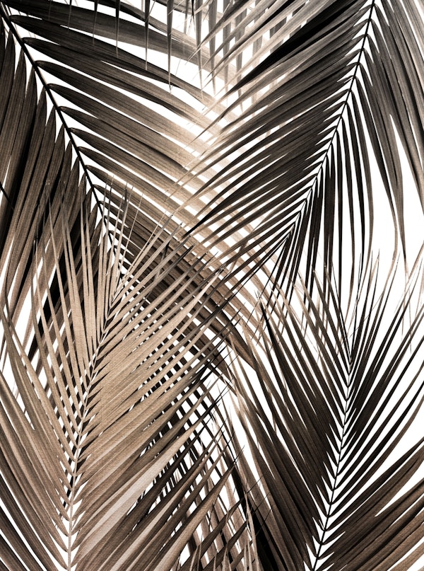 Golden Brown Palm Leaves 1