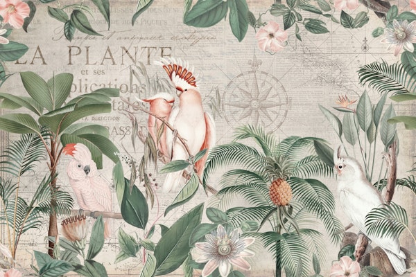 Nostalgic Cockatoo Jungle Discovery