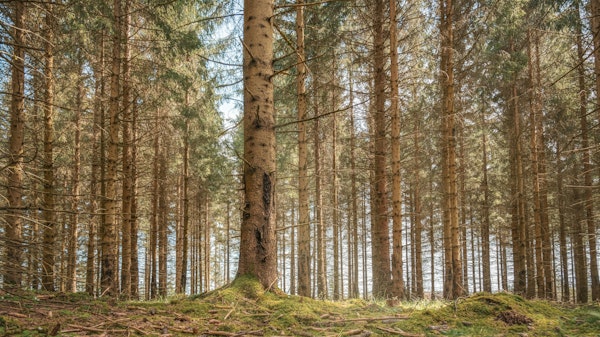 Enchanted Spring Pine Forest
