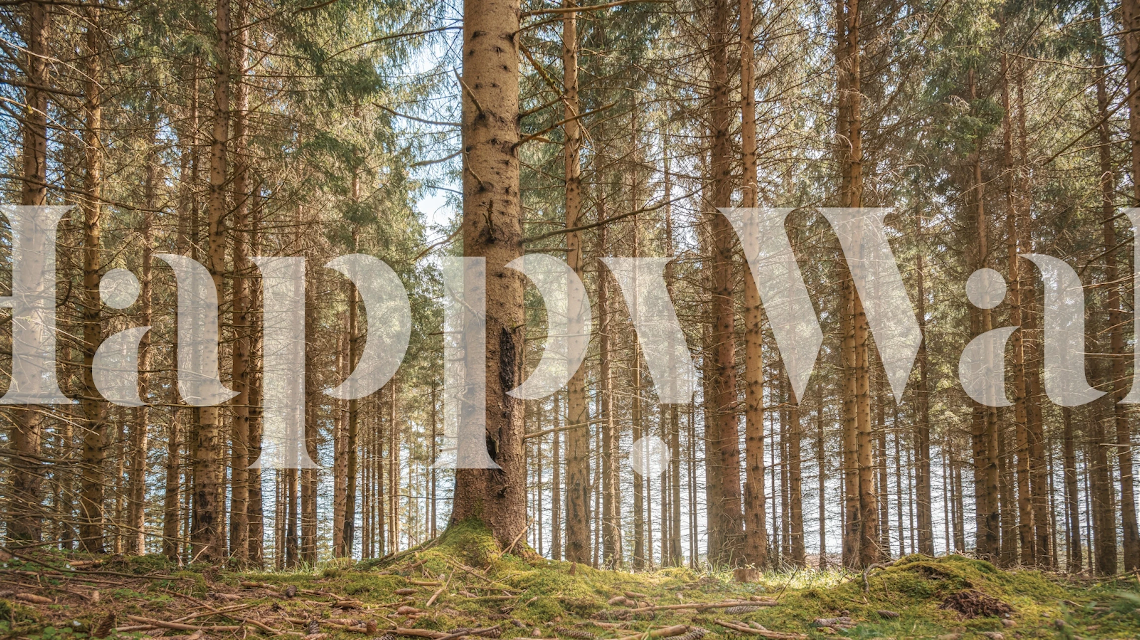 Enchanted spring pine forest wallpaper in a room