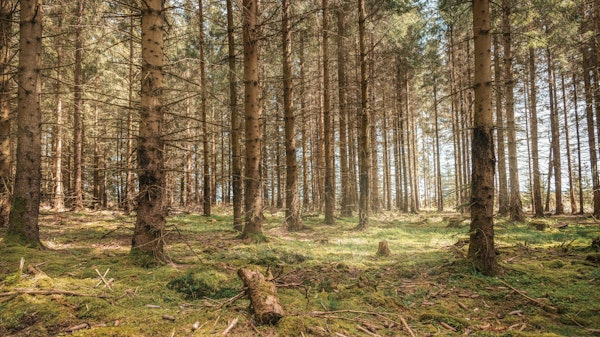 Magical Spruce Groove in Springtime