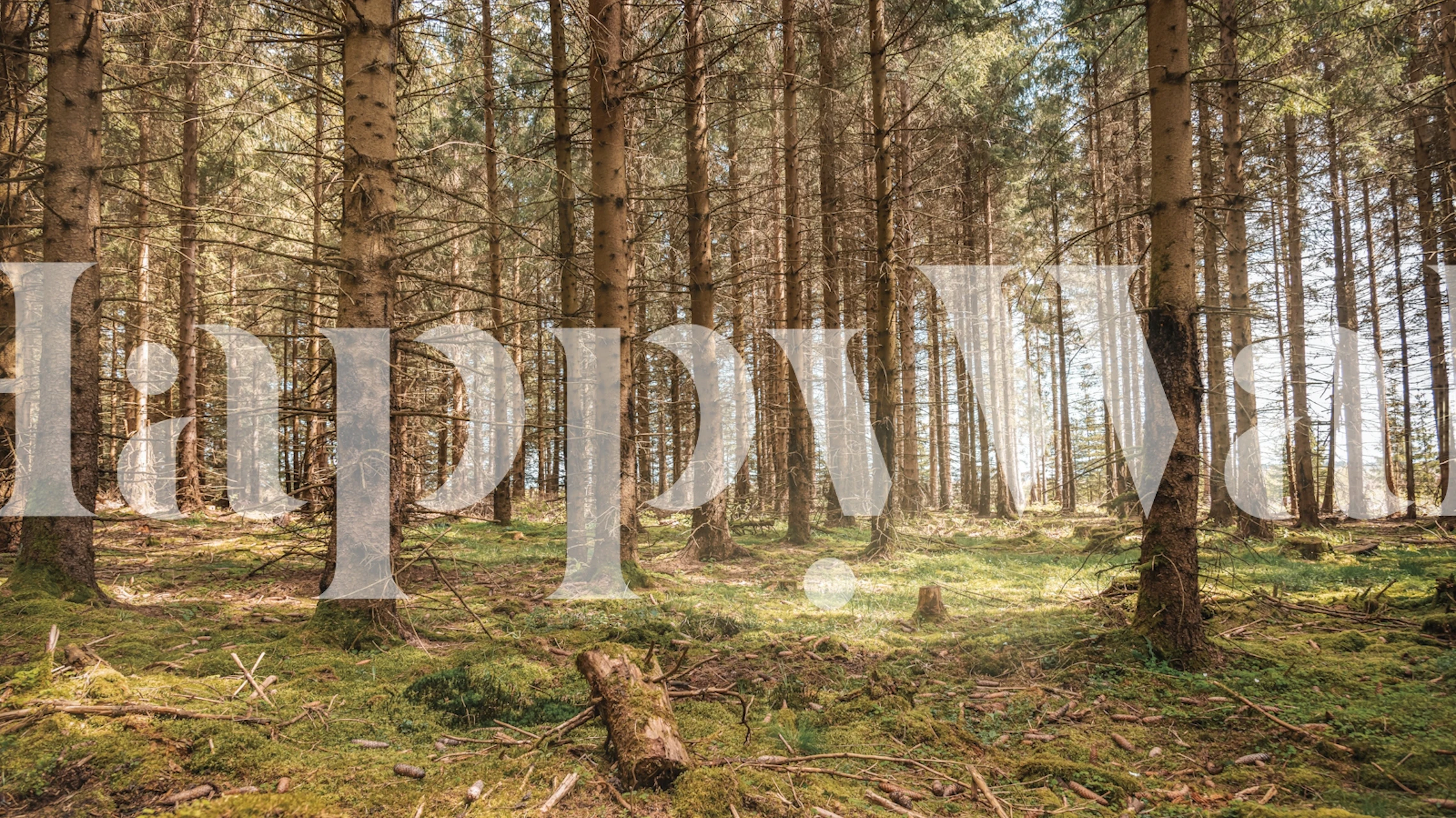 Magical Spruce Groove tapetti huoneessa