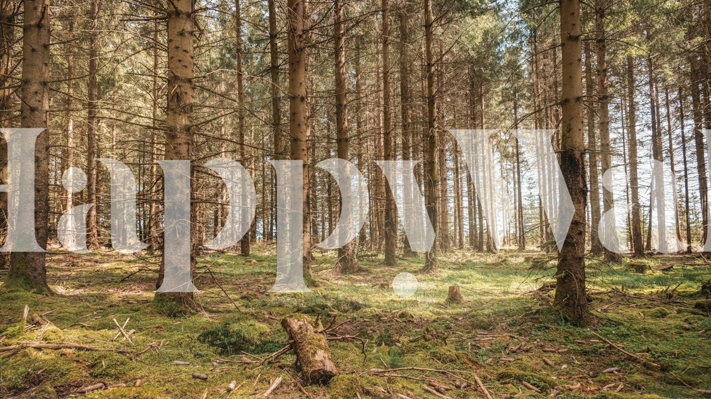 Tapeta Magical Spruce Groove u sobi