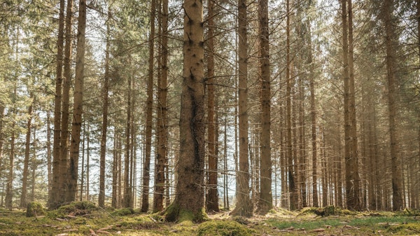 Spring Woodland in Bloom