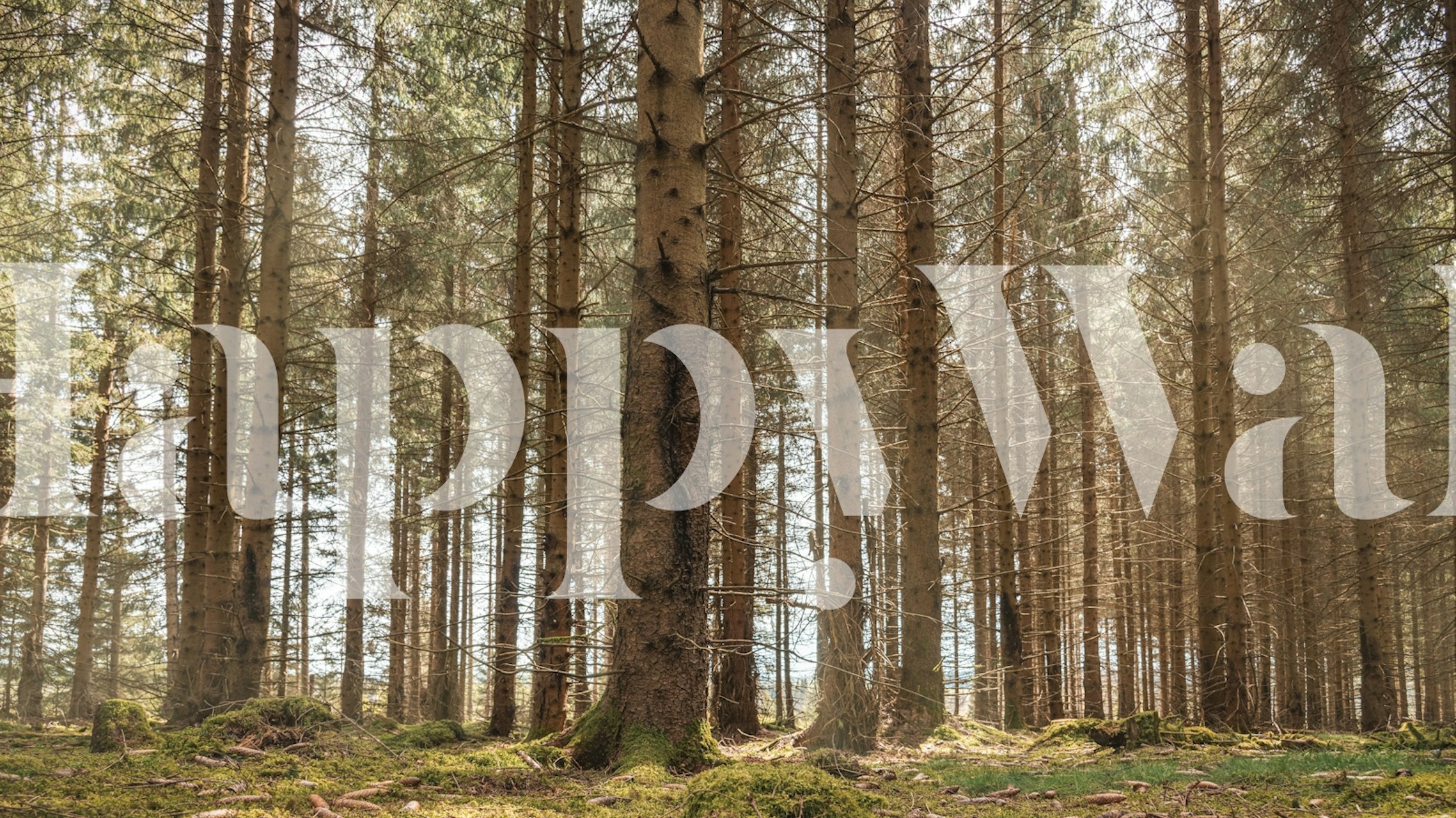 Spring woodland wallpaper in a room