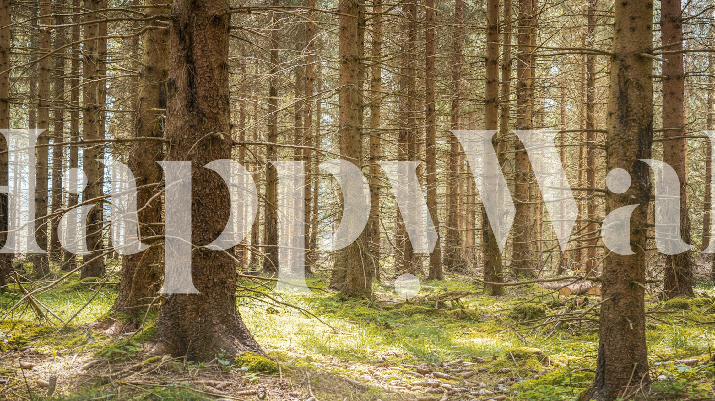 Mystical Evergreen Glade in Springtime tapet i rominnredning