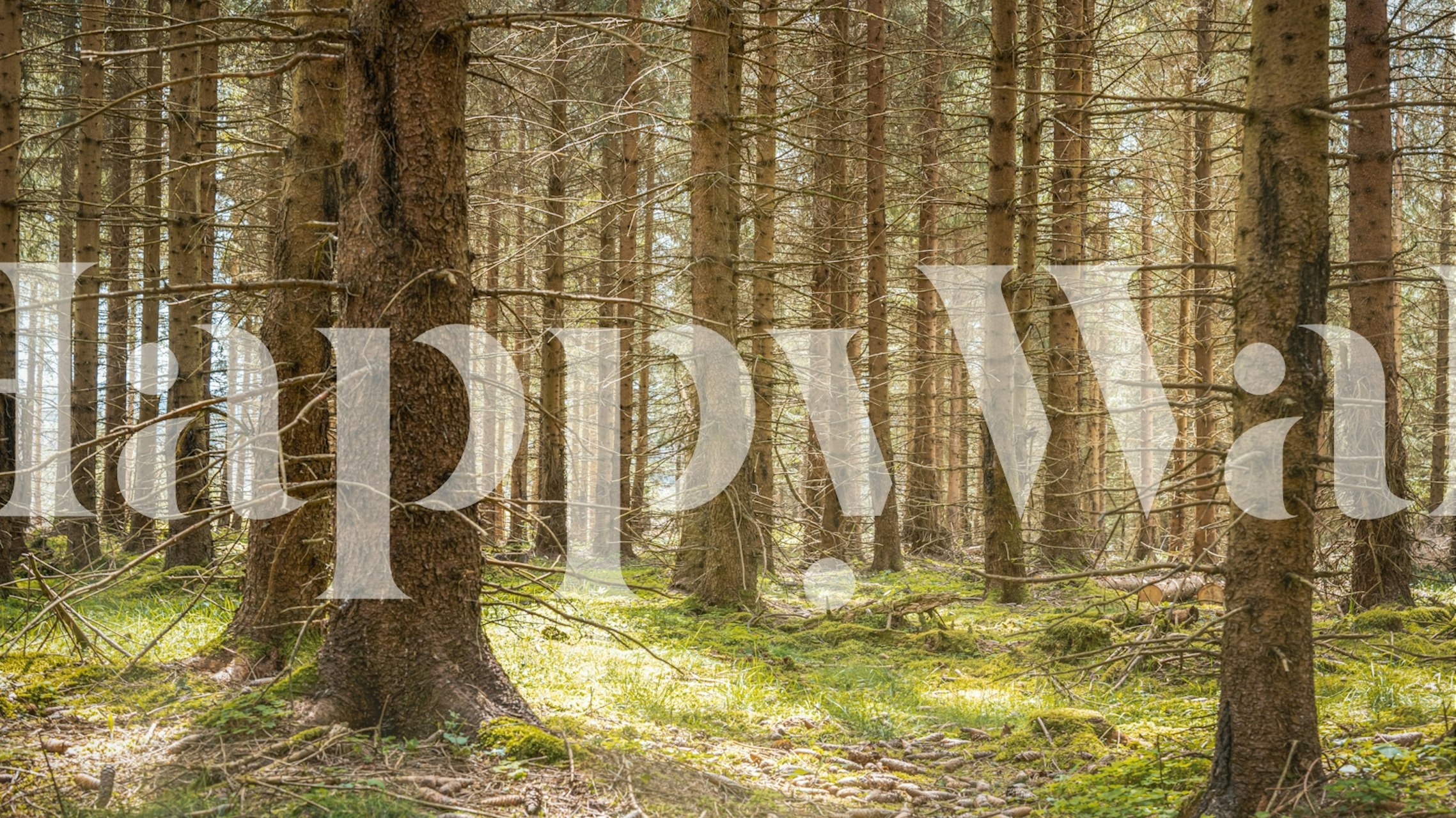 Tapeta Mystical Evergreen Glade in Springtime v uspořádání místnosti