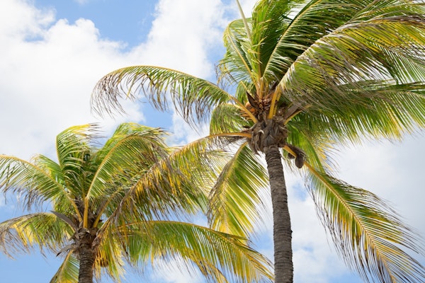 Summer Paradise Palms 4