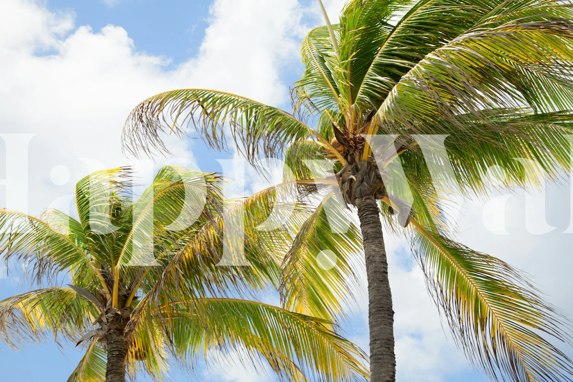Tropical palm trees wallpaper in a room