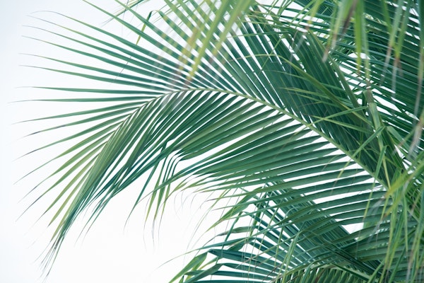 Lush Caribbean Palms 3