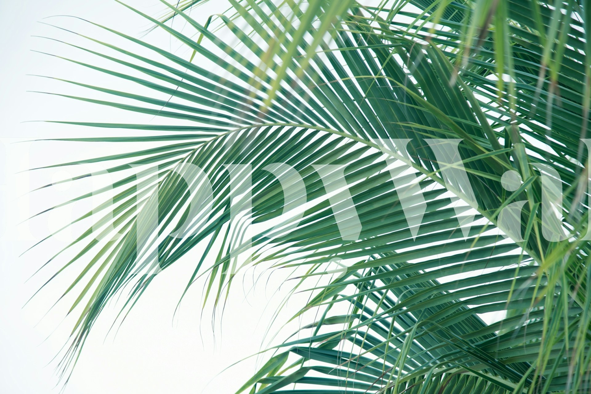 Green tropical palm leaf wall mural wallpaper