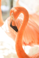 Curadise Flamingo 1 wallpaper