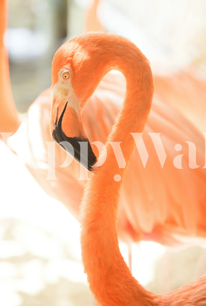 Pink flamingo with black beak and feathers, tropical wallpaper