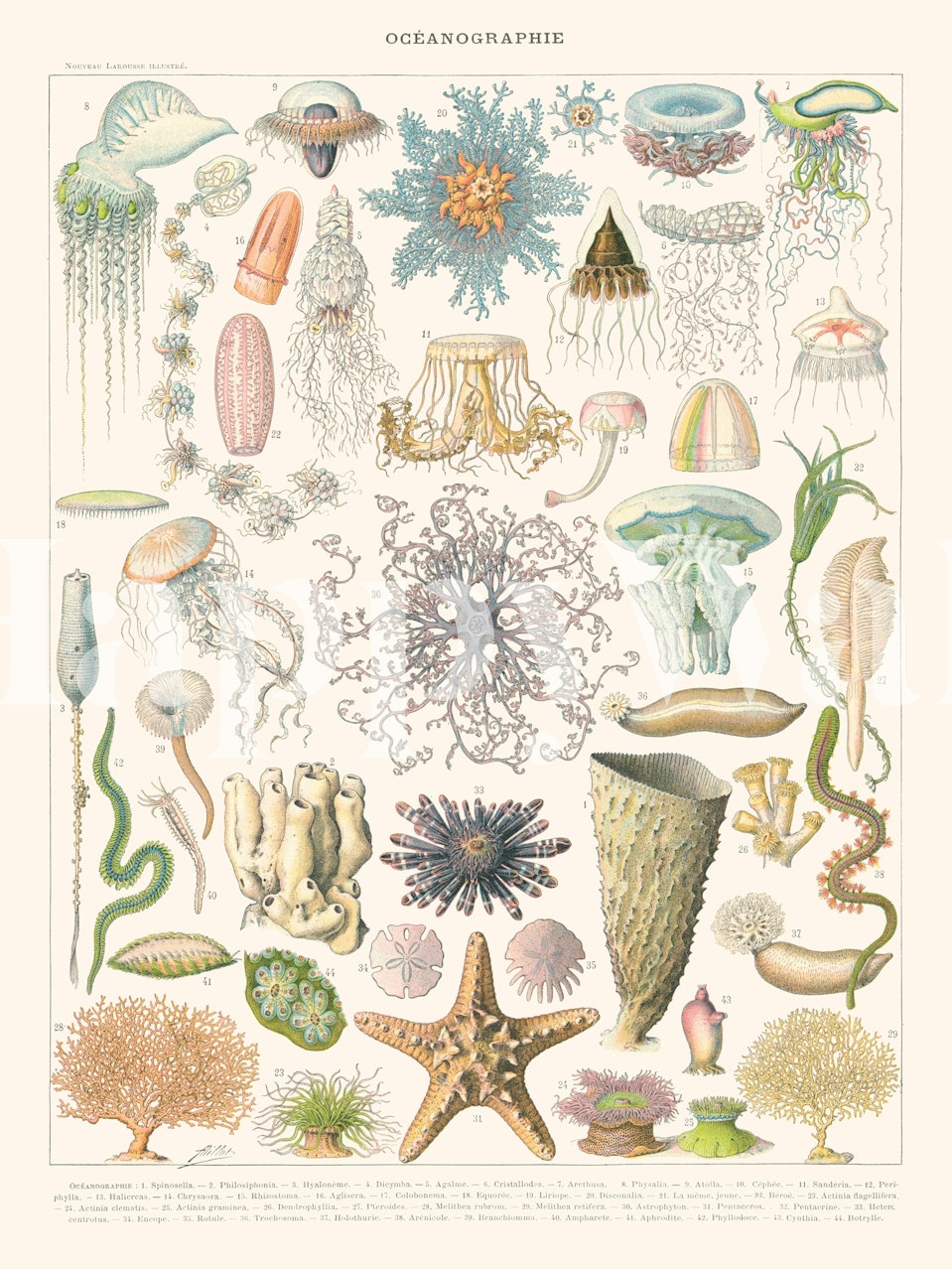 Vintage fototapeta z oceanograficznymi ilustracjami encyklopedycznymi