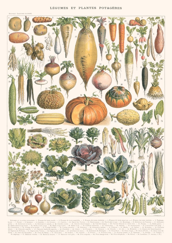 Vegetable - Vintage Encyclopedia Plate