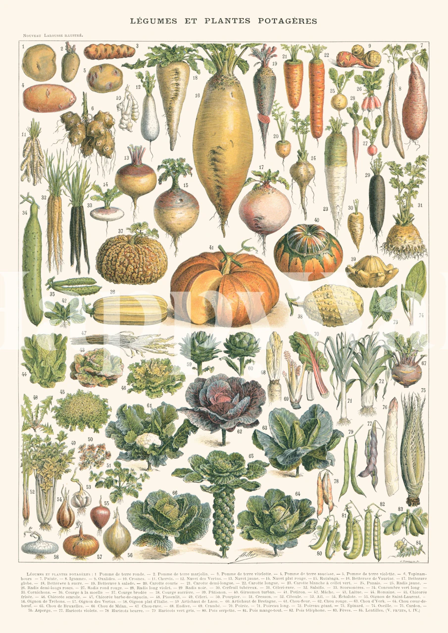 Papel de parede botânico vintage Vegetable encyclopedia