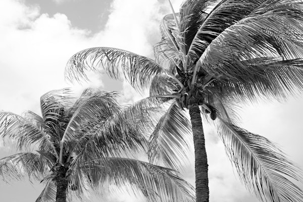 Summer Paradise Palms 5