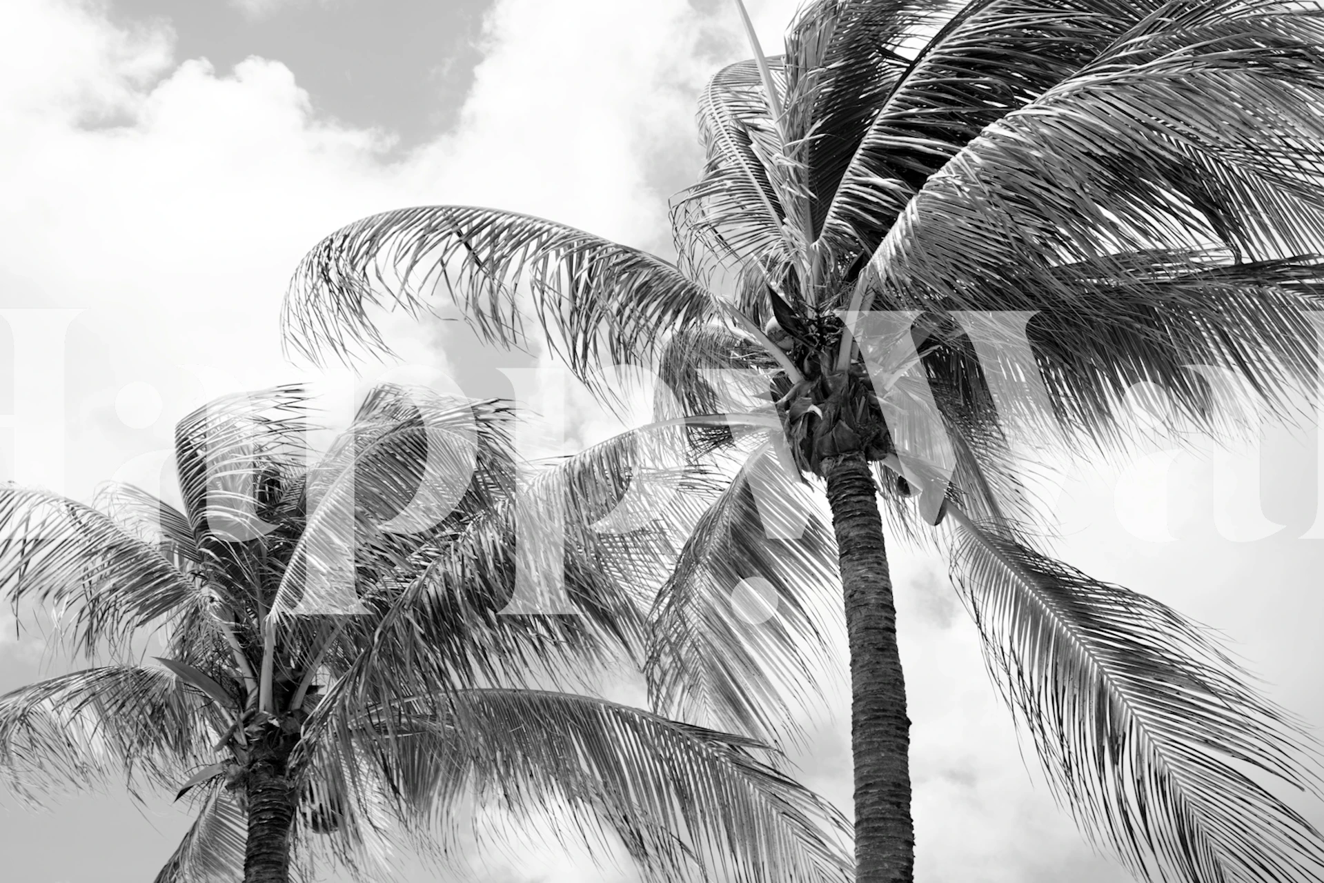 Tropical palm wallpaper design