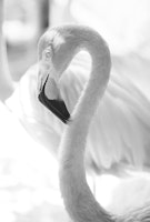 Curadise Flamingo 2 wallpaper