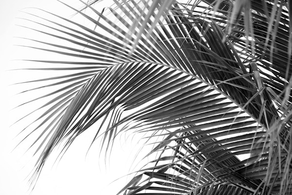 Lush Caribbean Palms 4