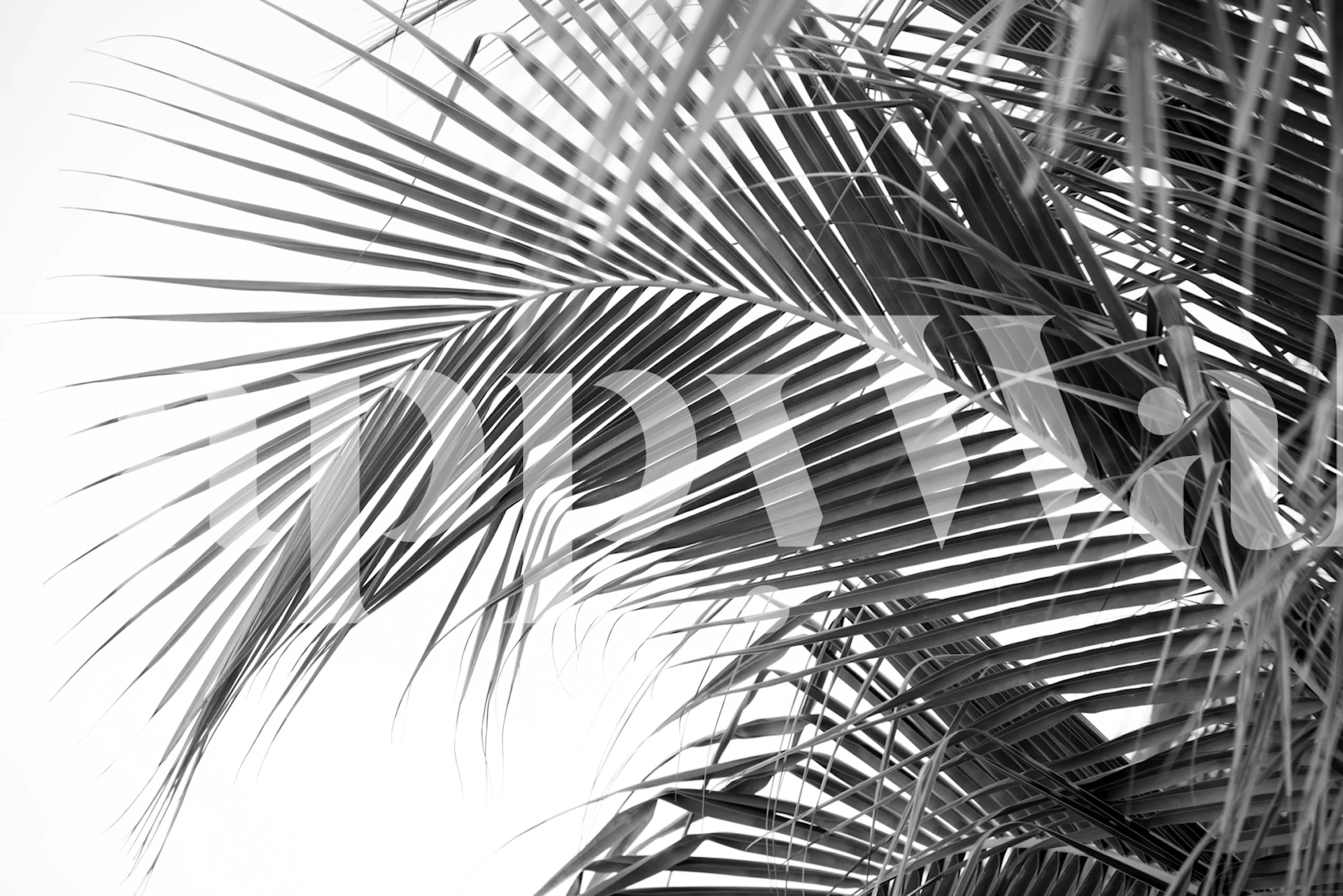 Black and white palm leaves wallpaper