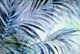 Blue Green Palm Cove