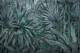 Mystic Jungle Tropical Escape