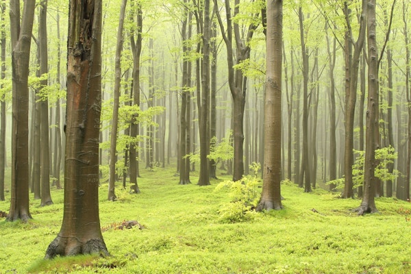 Misty beech forest