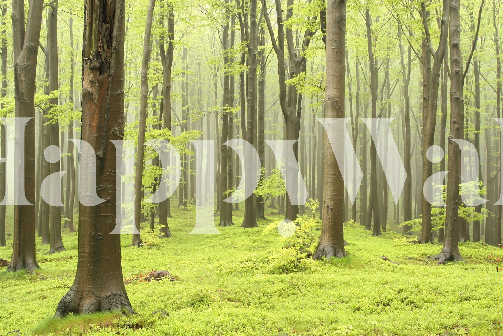 Misty beech forest papier peint dans une pièce