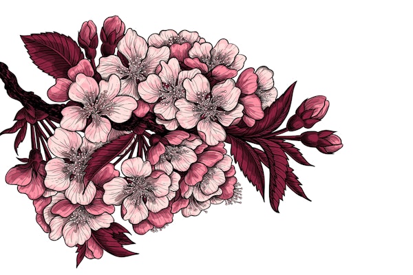 Cherry blossom branch