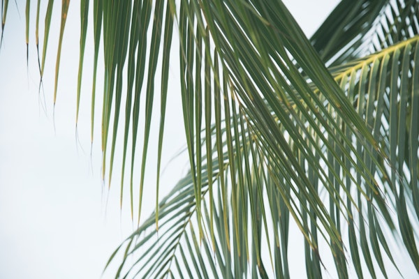 Lush Caribbean Palms 5